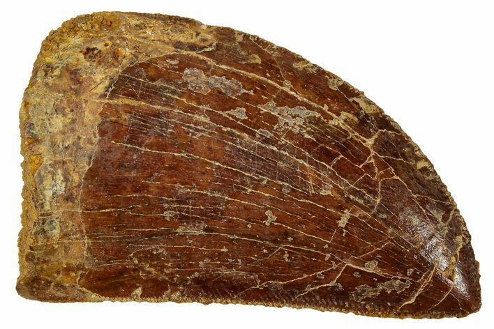 Serrated, Carcharodontosaurus Tooth - Real Dinosaur Tooth #329900